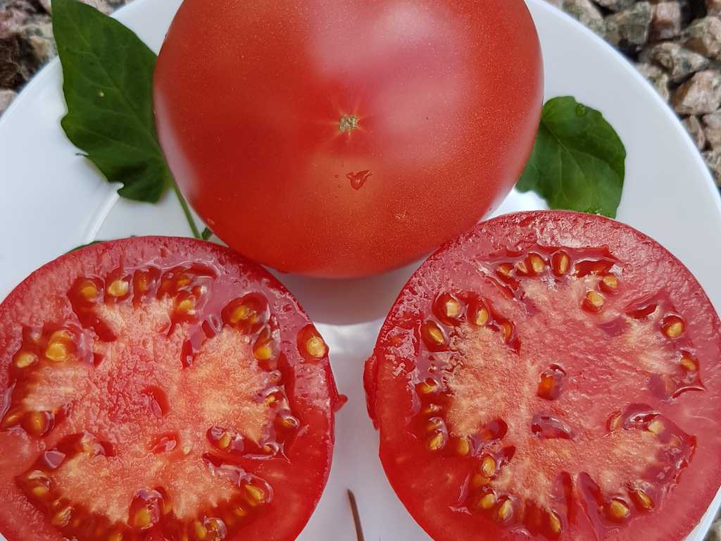 Socker bison, Saharnyj Bizon.