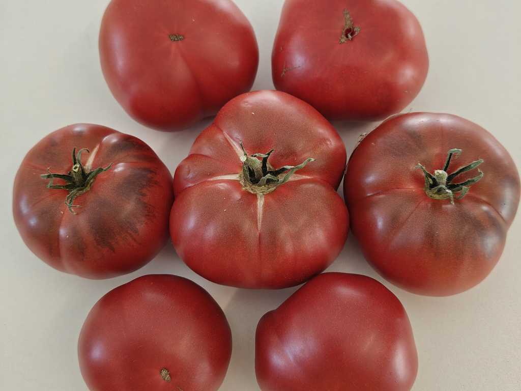 Sofia's Smile, Ulybka Sofii