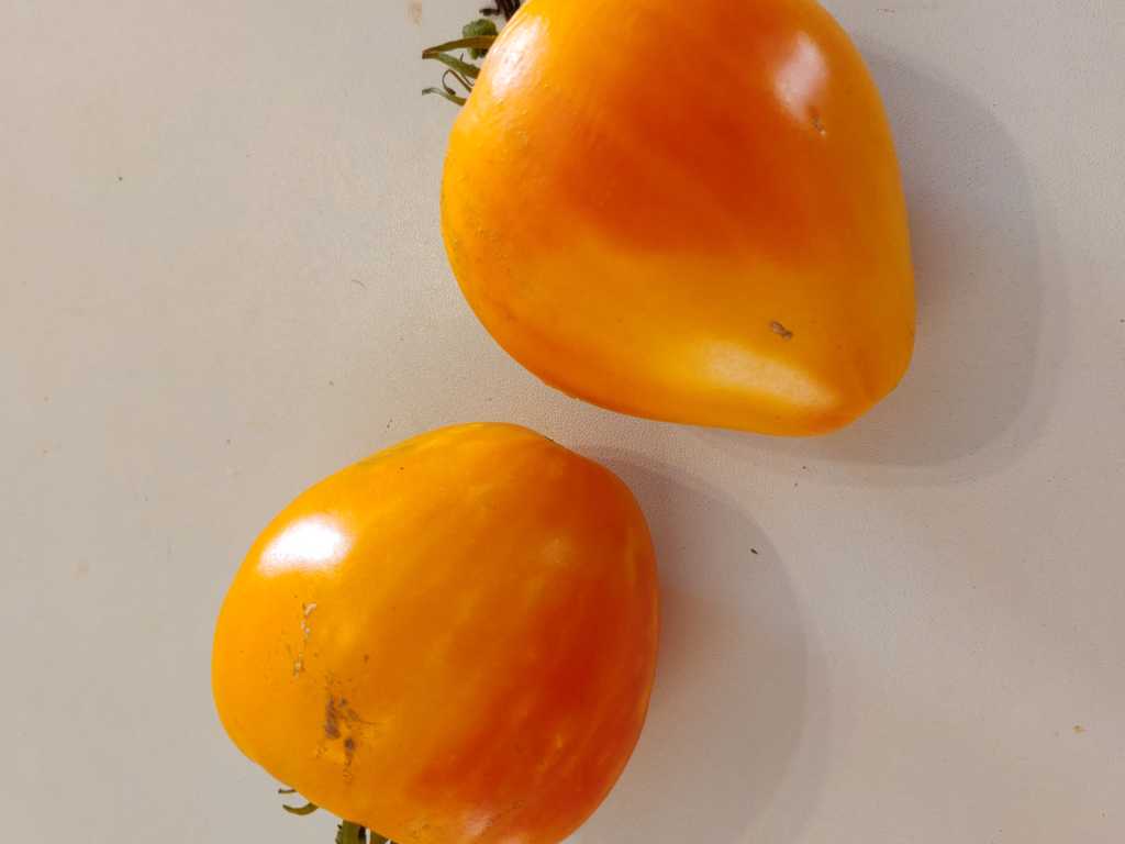 Starinnoje Bychje Serdze zoltoje