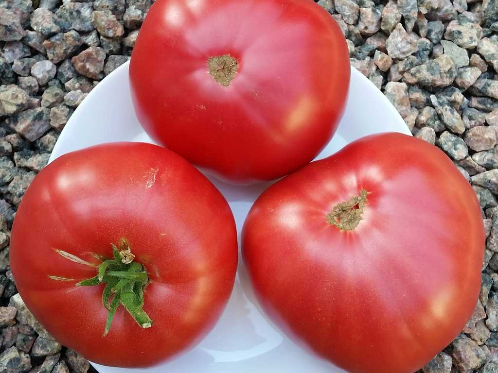 Minusinskij Starinnyj, Gammaldags