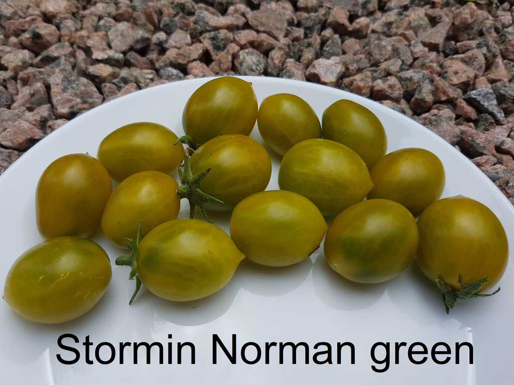 Stormin Norman green