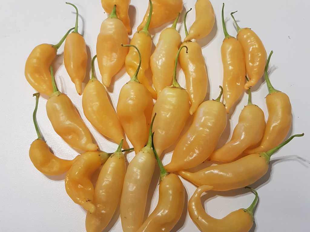 Chili Sugar Rush Peach, 30.000 SHU.