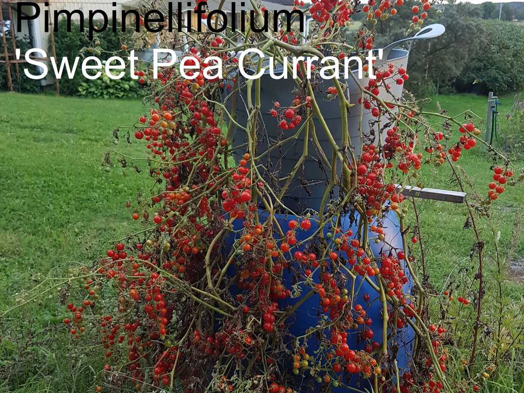 Sweet Pea Currant Wild
