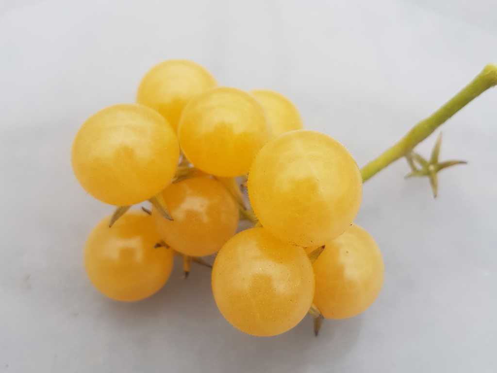 Sweet Pea White Wild