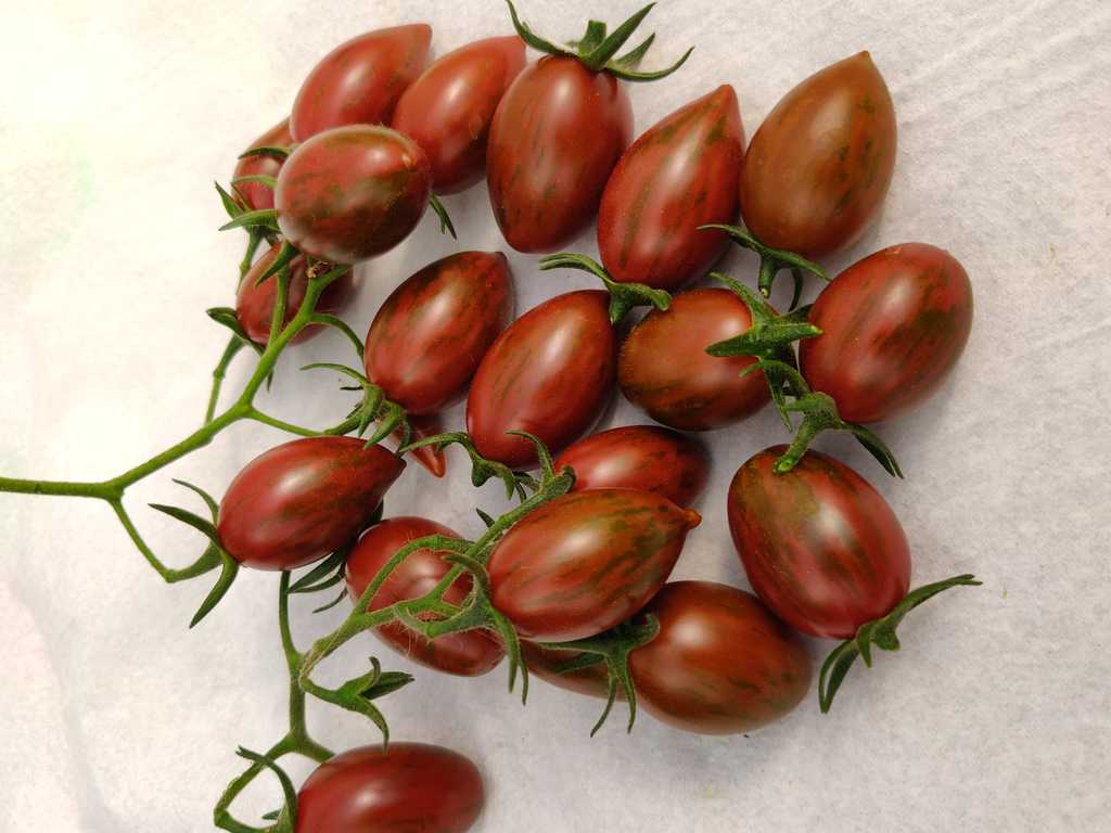 Tomarindo Multicolor