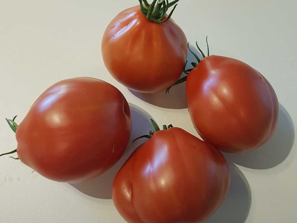 Tomatiga de Bombilla 