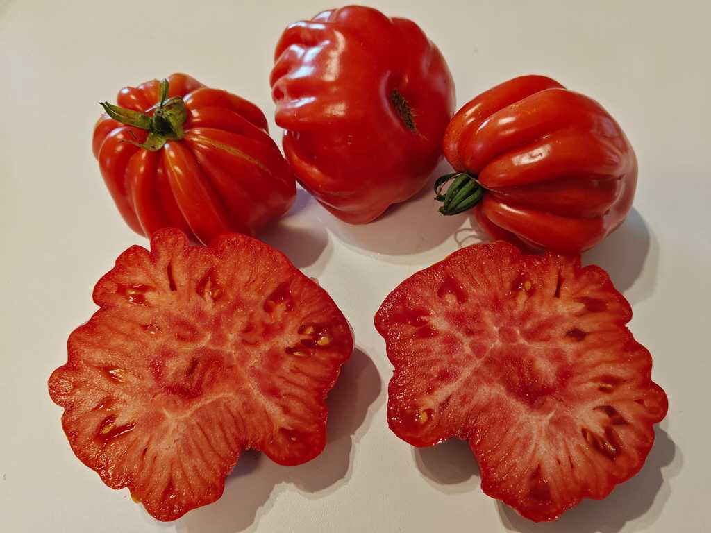 Tomatnaja Hrizantema