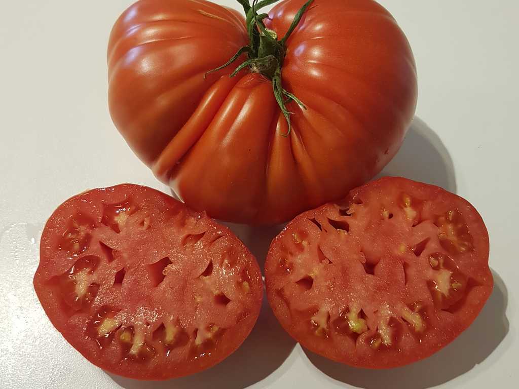 Tomato