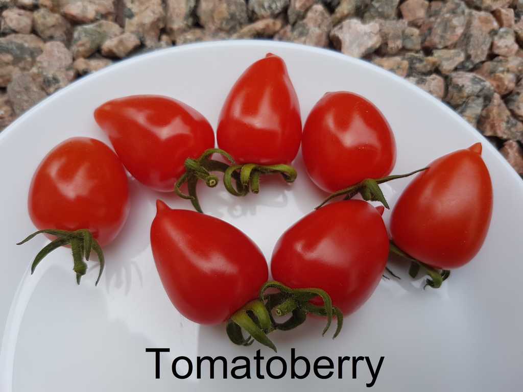 Tomatoberry