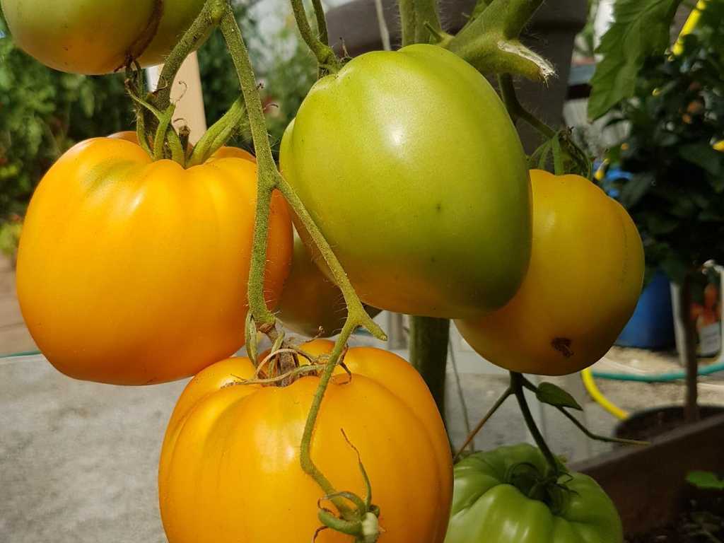 Vashe Velichestvo (Ers Majestät)