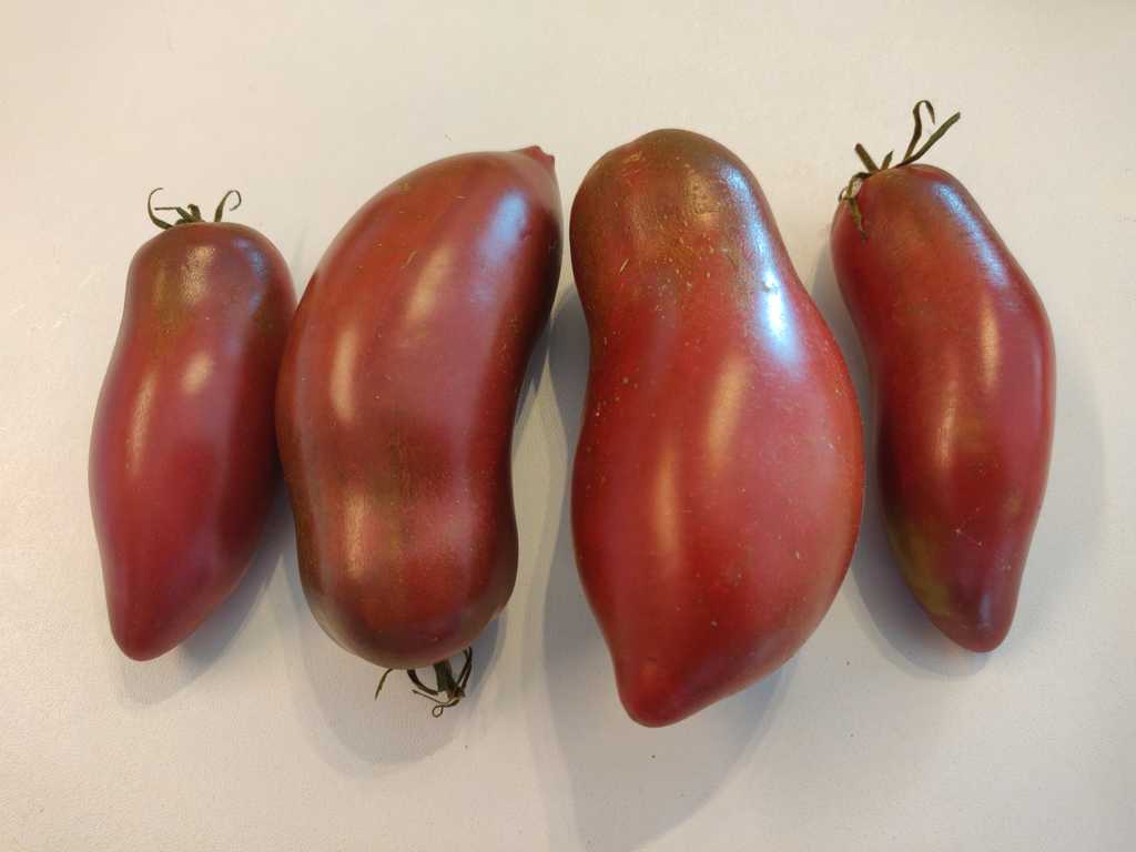 Wessel's Purple Pride