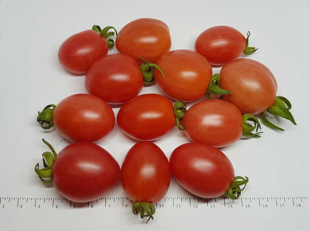 Wheatley's Frost Resistant