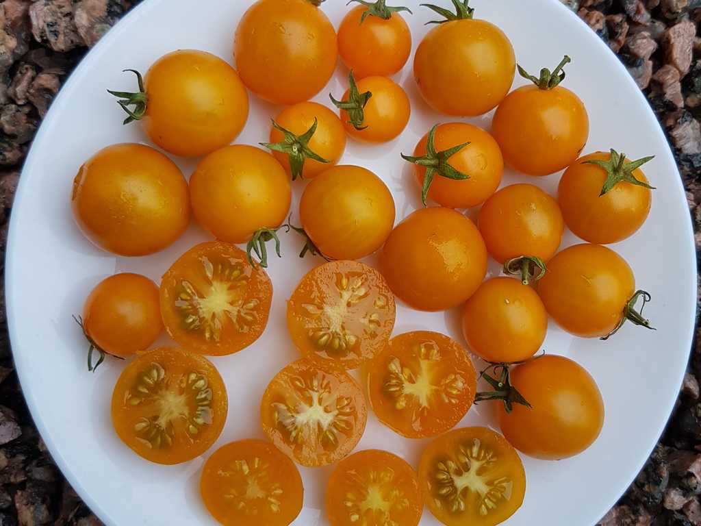 Galapagos Tomato Wild cherry