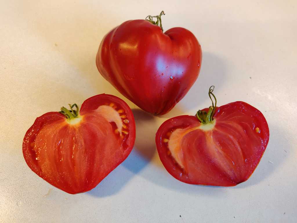 Zailijskiy Alatau Red