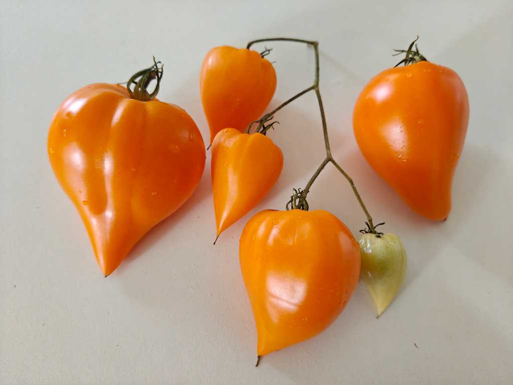 Zailijskiy Alatau Yellow