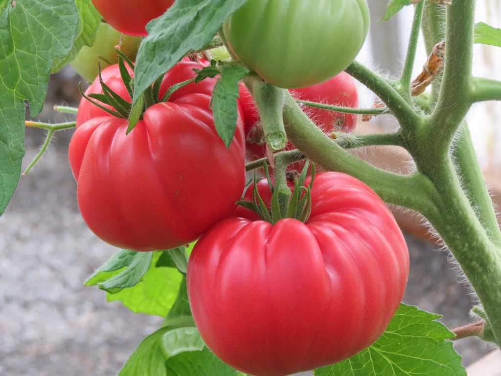 Zarskij Podarok, Tsars Royal Gift