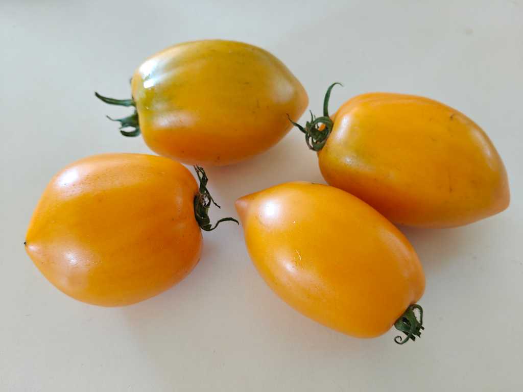 Zolotoj Königsberg, Gold Königsberg