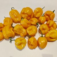 7 Pot Yellow, 900 000 – 1 200 000 SHU