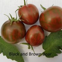 Black and Brown Boar