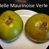 Belle Maurinoise Verte 