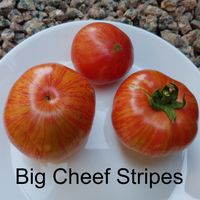 Big Cheef Stripes