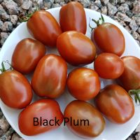 Black Plum