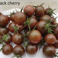 Black Cherry