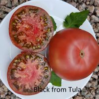 Black from Tula - Tulskij Chornyj