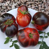 Blue Pear