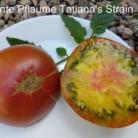 Bunte Pflaume Tatiana's Strain