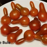 Cafe Bule