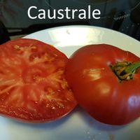 Caustrale