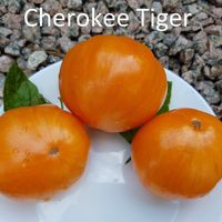 Cherokee Tiger Orange