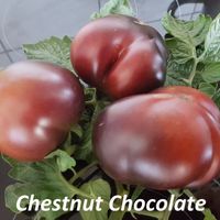 Chestnut Chocolate