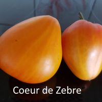 Coeur de Zebre - Coeur de Zebre  Apricot