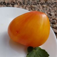 Dawson's Russian Heart