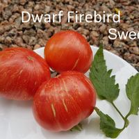 Dwarf Firebird Sweet