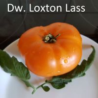 Dwarf Loxton Lass
