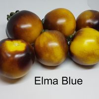 Elma Blue