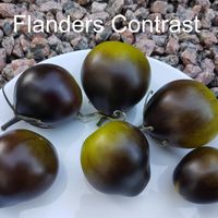 Flander's Contrast