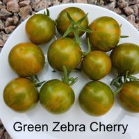 Green Zebra Cherry - Mini Green Zebra