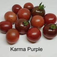 Karma Purple 