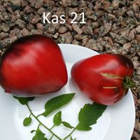 Kas 21