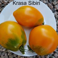 Siberian Beauty Orange - Krasa Sibiri Orange