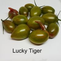 Artisan Lucky Tiger