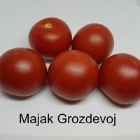 Majak Grozdevoj
