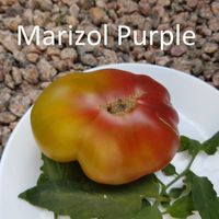 Marizol Purple