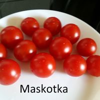 Maskotka