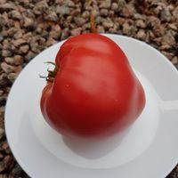 Mrs. Schlaubaugh's Famous Strawberry 