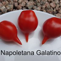 Napoletano Galatino